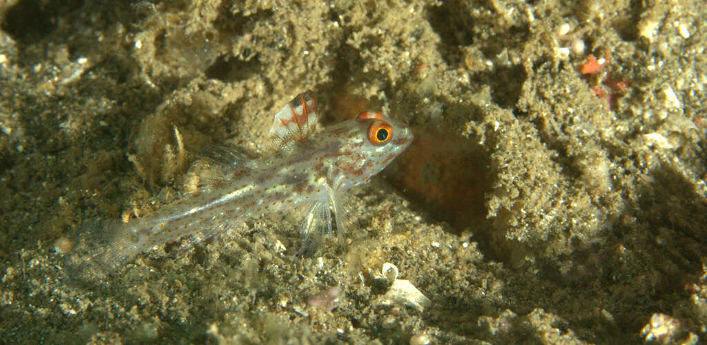 Fusigobius signipinnis Hoese & Obika 1988 resmi