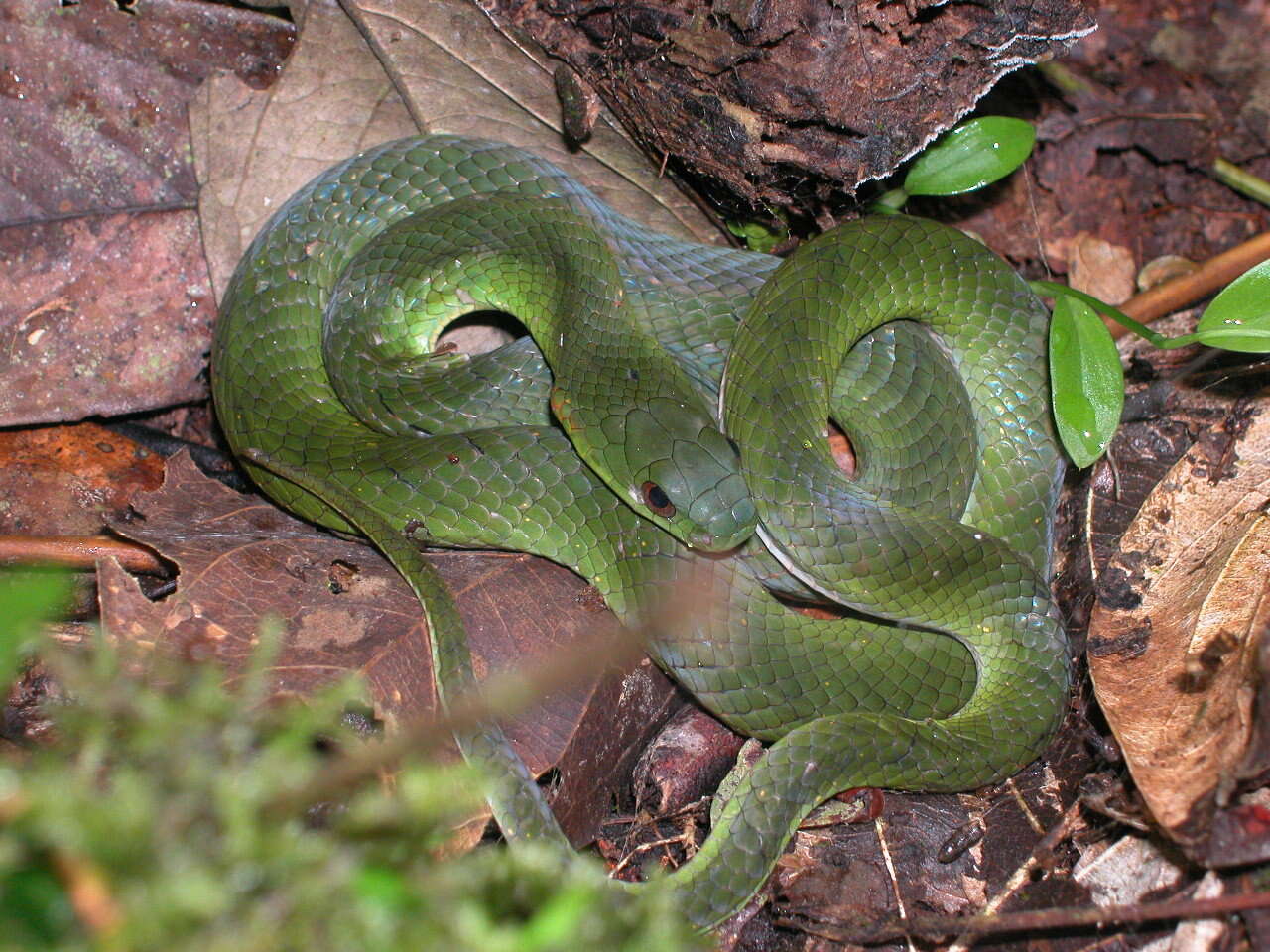 Слика од Erythrolamprus typhlus (Linnaeus 1758)