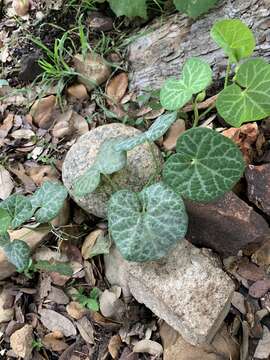 Image of Aristolochia fimbriata Cham.