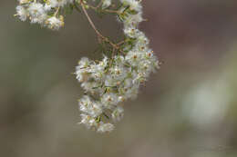 Image of Verticordia cunninghamii Schau.