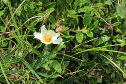 Image of eightpetal mountain-avens