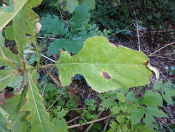 Image of Cicerbita prenanthoides (M. Bieb.) Beauv.