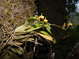 Image of winged-lady orchid