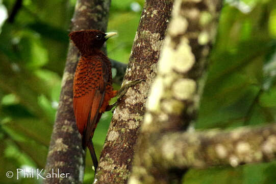 Image of Scale-breasted Woodpecker