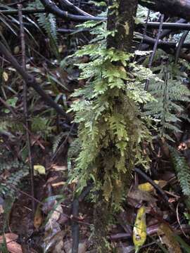 Image of Lopidium concinnum Wilson ex J. D. Hooker 1854