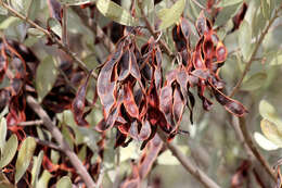 Image of Acacia argyrophylla Hook.