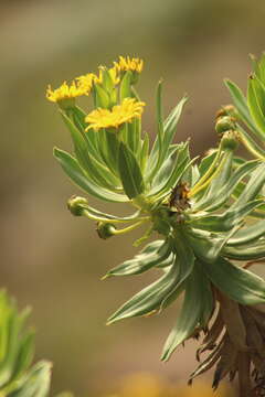 Image de Euryops evansii Schltr.