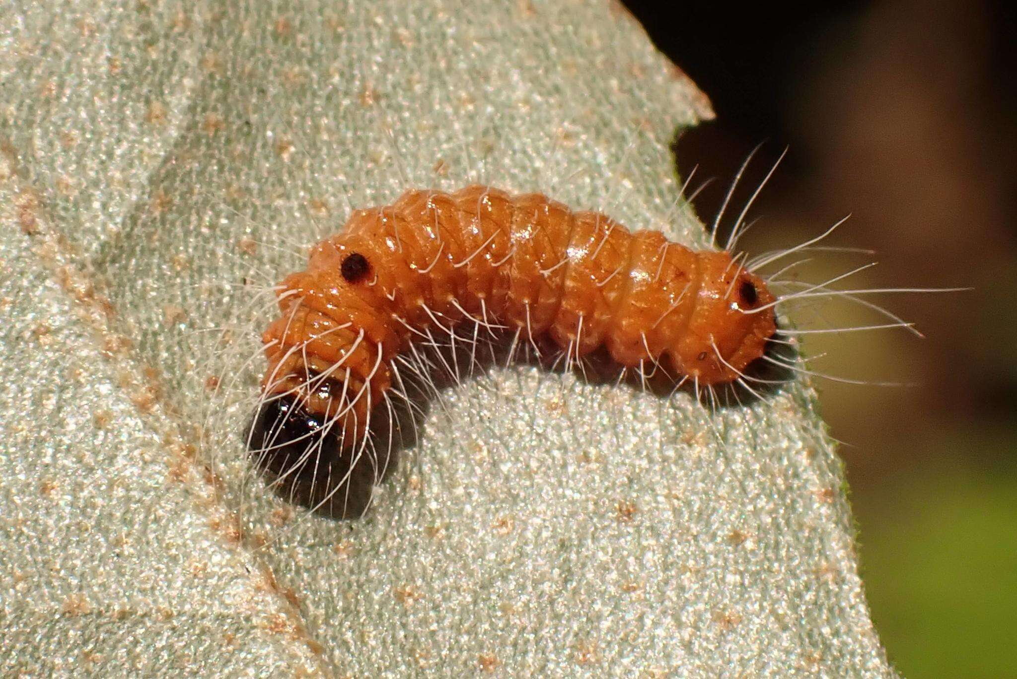 Image of Acronicta pruinosa Guenée 1852