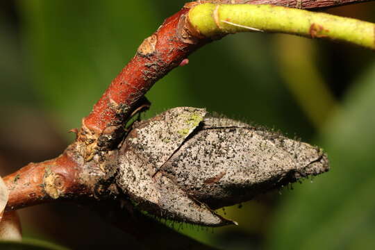 Image of Seifertia azaleae (Peck) Partr. & Morgan-Jones 2002