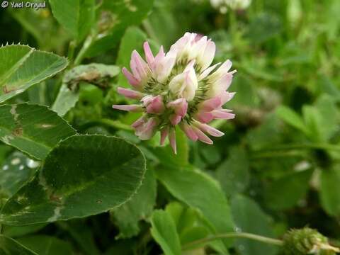 Plancia ëd Trifolium glanduliferum Boiss.