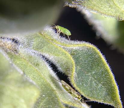 Image of Tupiocoris notatus (Distant 1893)