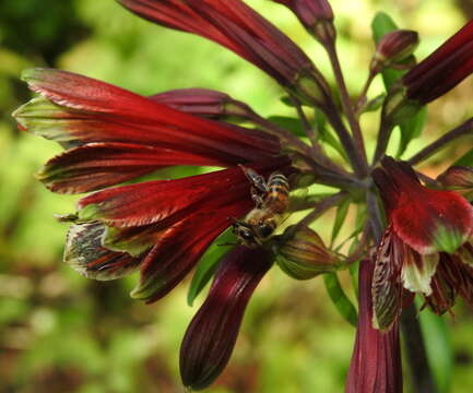 Image of lily of the Incas