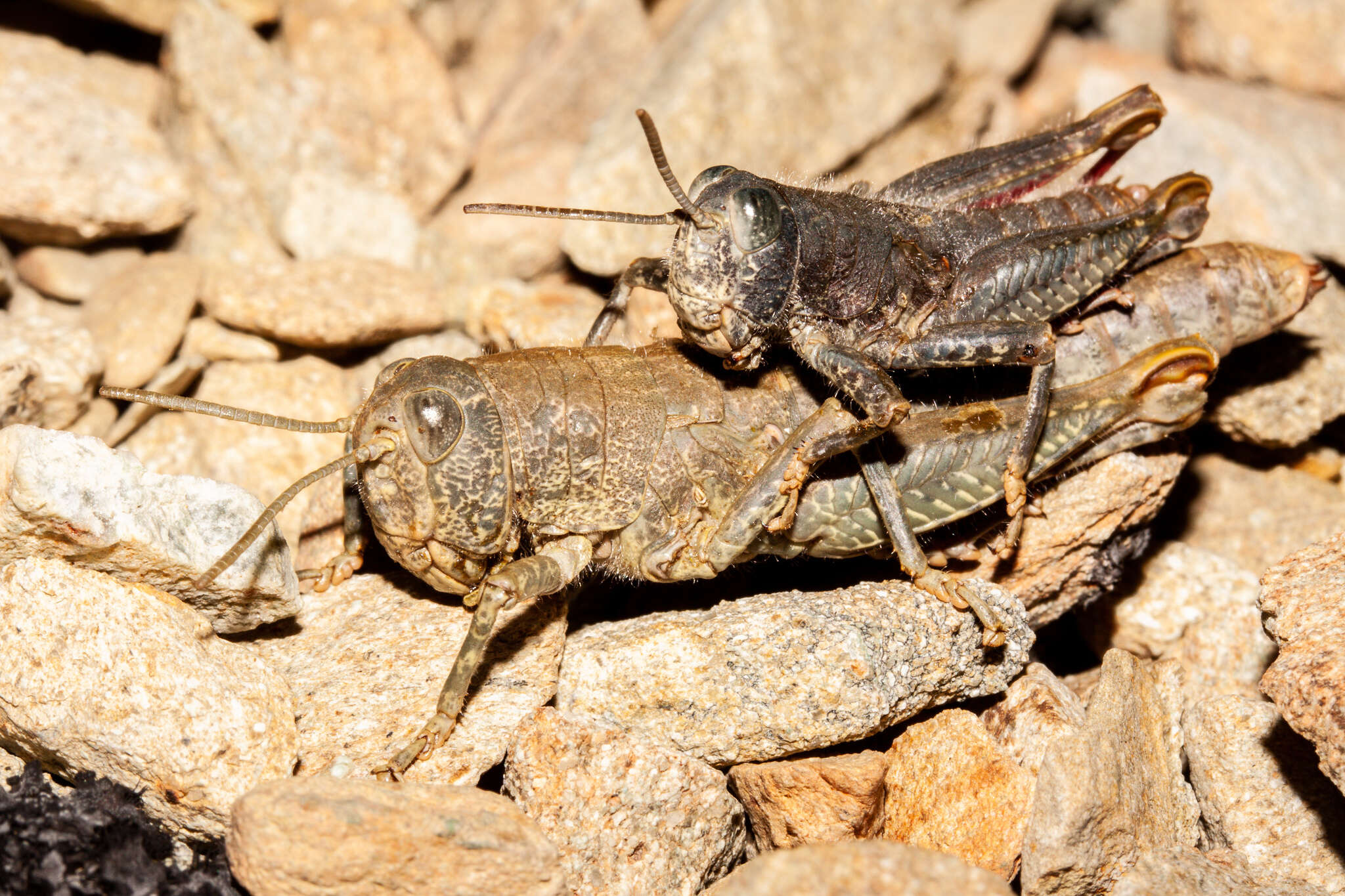 Image de Brachaspis nivalis (Hutton 1898)