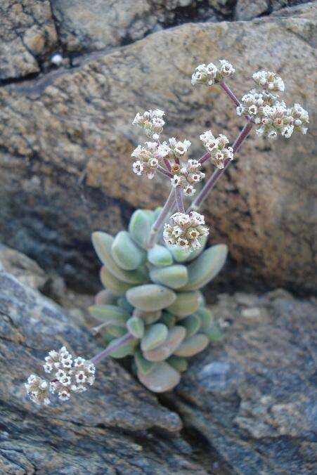 Sivun <i>Crassula <i>sericea</i></i> var. sericea kuva