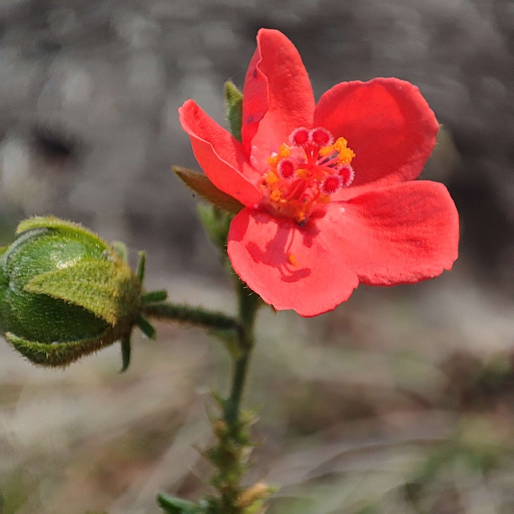 Image de Hibiscus shirensis Sprague & Hutchinson