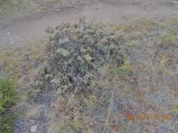 Image of beard lichen