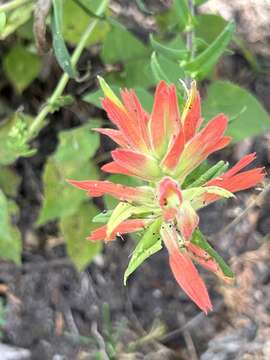 Image of Castilleja auriculata Eastwood