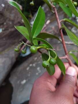 Image of Peddiea involucrata Baker