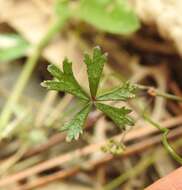 Image of Hydrocotyle paludosa A. R. Bean