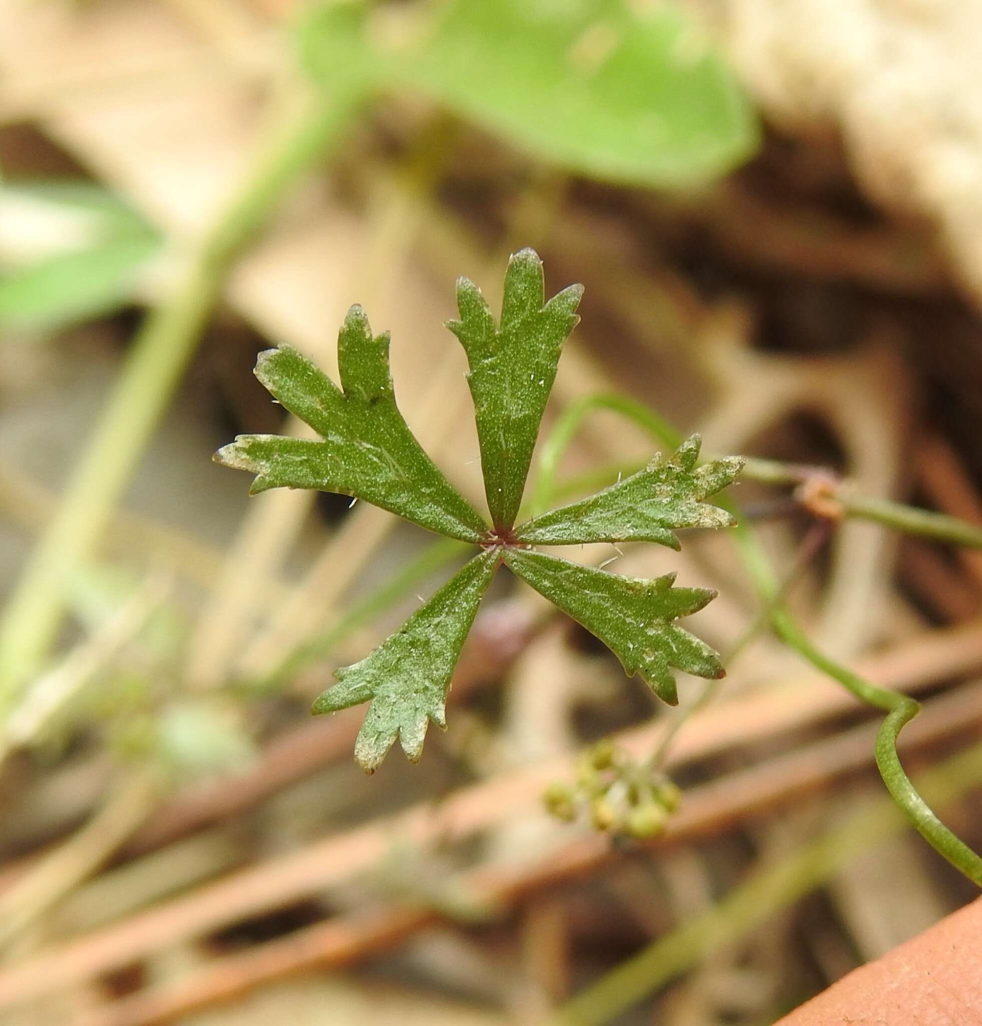 Image of Hydrocotyle paludosa A. R. Bean