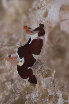 Image of Trapania safracornia Fahey 2004