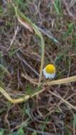 Anthemis arvensis subsp. incrassata (Loisel.) Nym. resmi