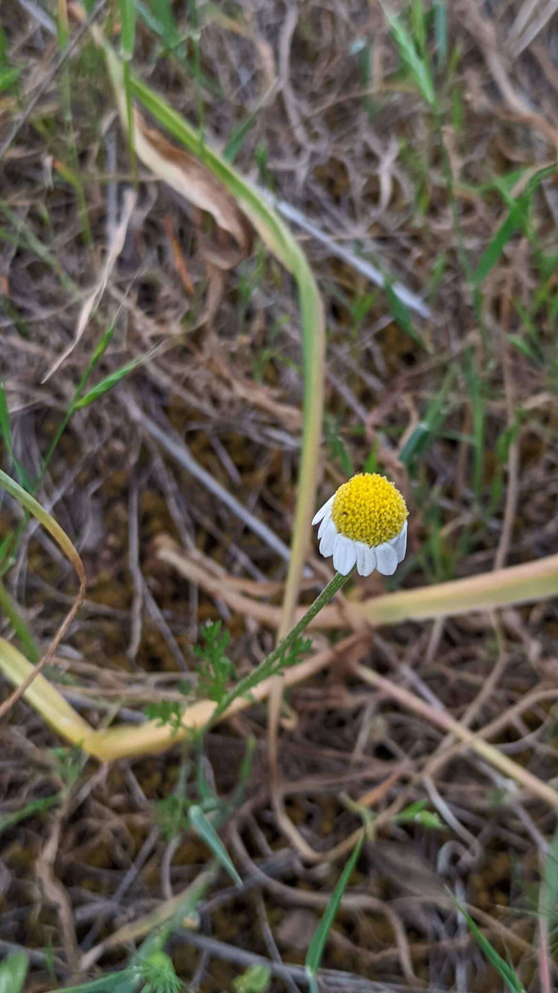 Anthemis arvensis subsp. incrassata (Loisel.) Nym. resmi