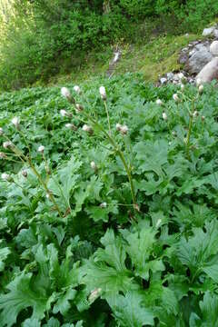 Image of arctic sweet coltsfoot