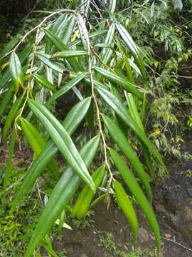 Image of Annona salicifolia Ekman & R. E. Fr.