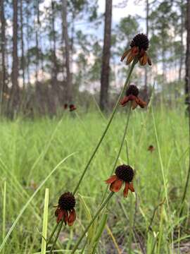 Image of Grass-Leaf Coneflower