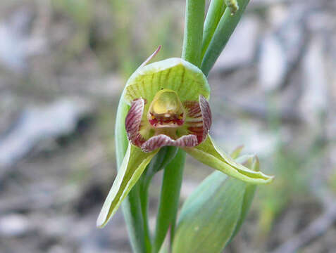 Calochilus robertsonii Benth.的圖片