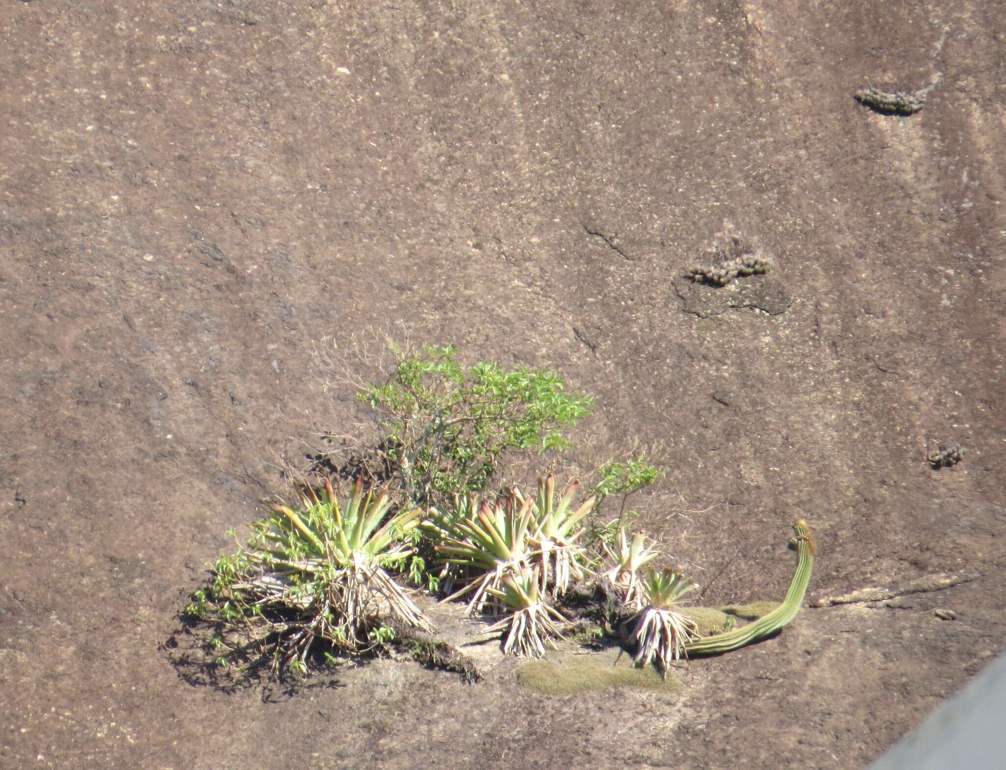 Imagem de Coleocephalocereus fluminensis (Miq.) Backeb.