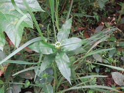 Image of Aneilema umbrosum var. ovato-oblongum (P. Beauv.) Brenan