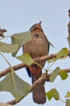 Image of Canyon Towhee