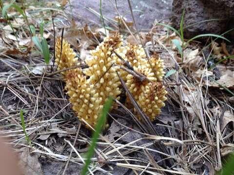 Image of alpine cancer-root