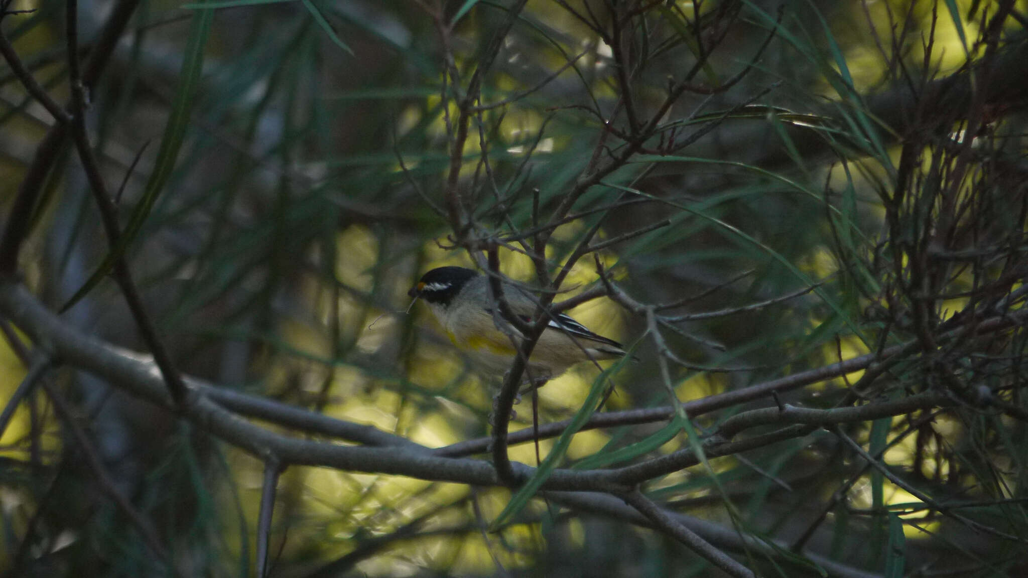 Imagem de Pardalotus striatus melanocephalus Gould 1838