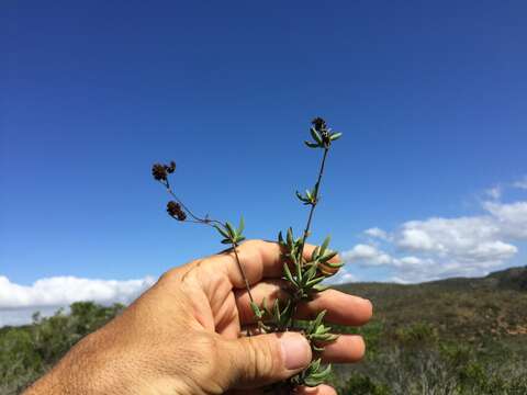 Image of Crassula mollis Thunb.