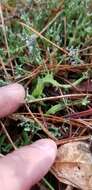 Image of Cladonia turgida Ehrh. ex Hoffm.