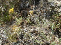 Image of Helichrysum italicum subsp. italicum