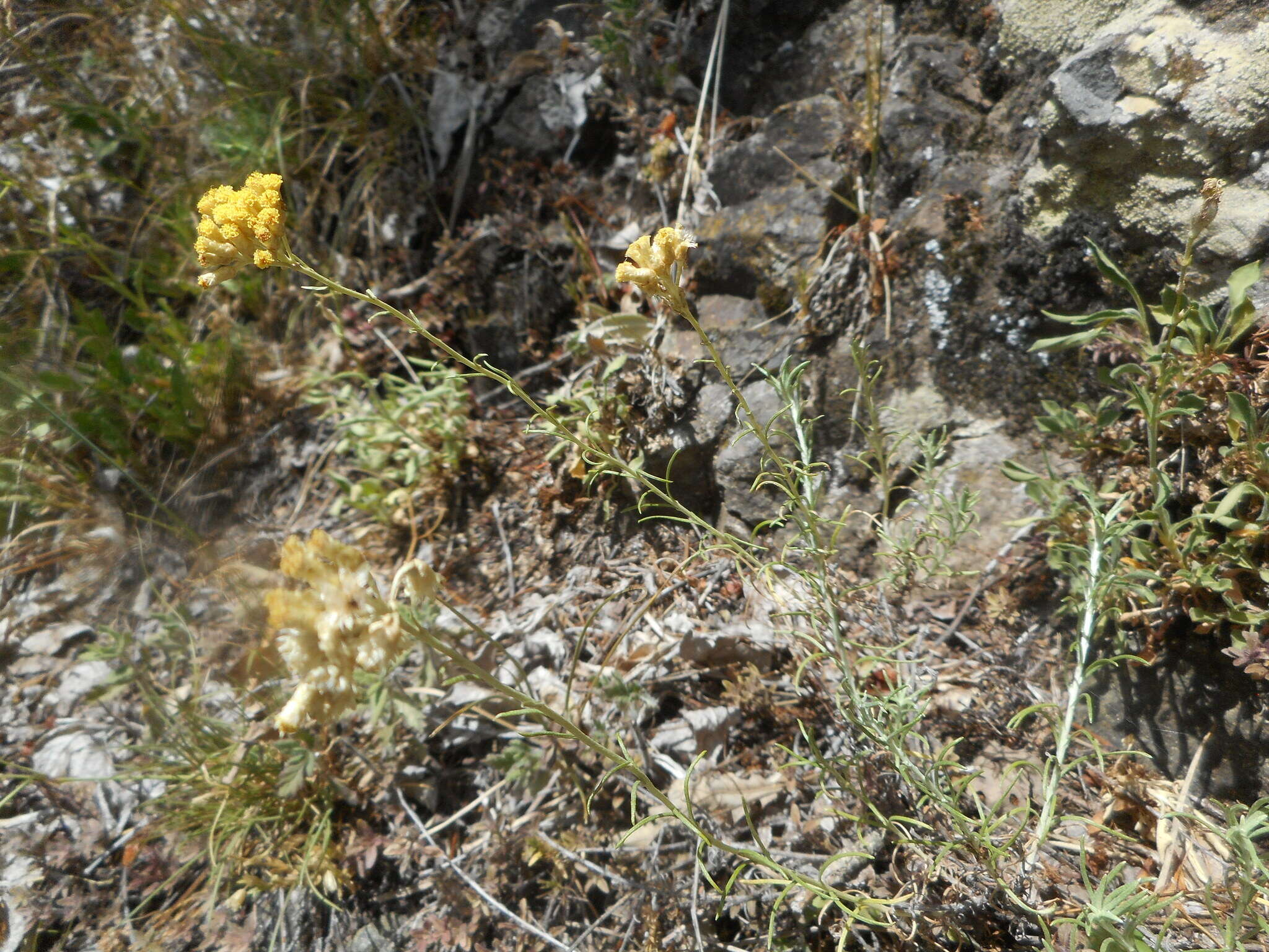 Imagem de Helichrysum italicum subsp. italicum