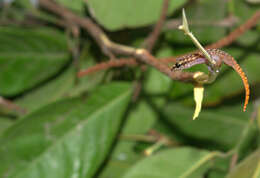 Imagem de Phyllodactylus ventralis