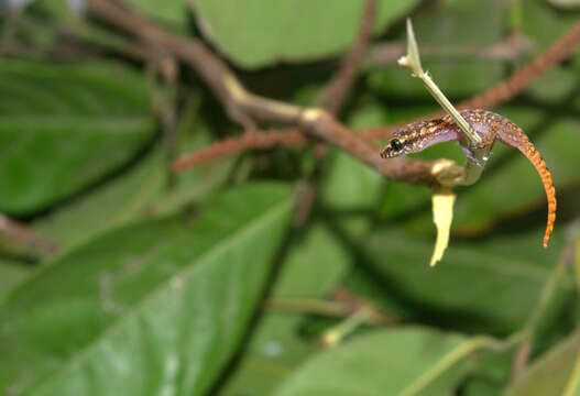 Image of Margarita Leaf-toed  Gecko