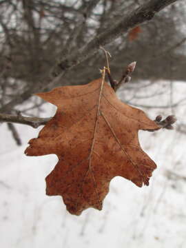 Imagem de Quercus palaeolithicola Trel.