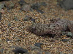 Image of South American Leaf-toed Gecko