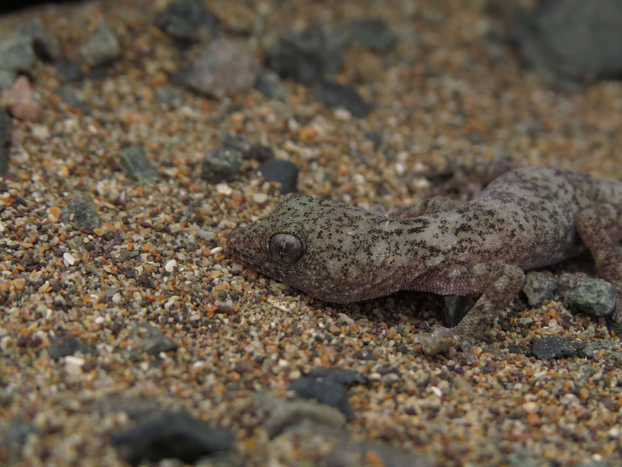 Image of South American Leaf-toed Gecko