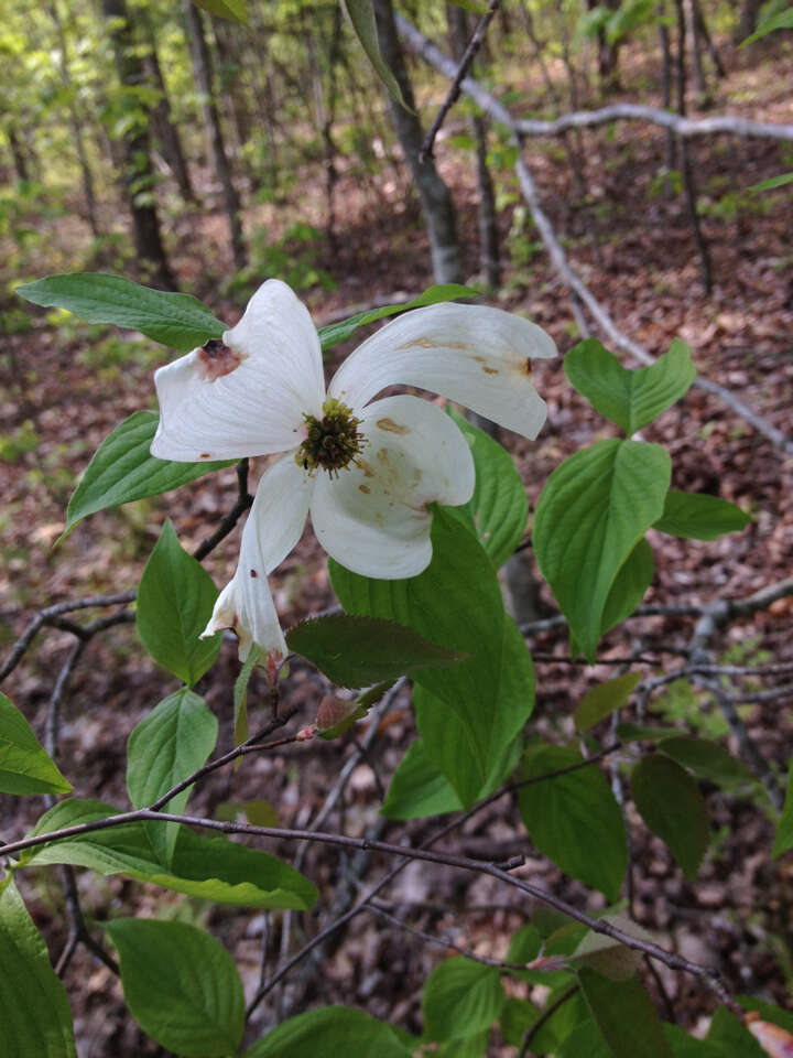 Image of flowering dogwood