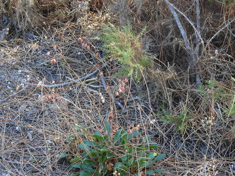 Image of Tuberaria globulariifolia (Lam.) Willk.