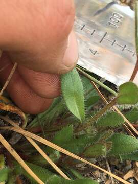 Plagiobothrys torreyi (A. Gray) A. Gray resmi