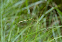 Plancia ëd Bromus morrisonensis Honda