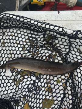 Image of Spotfin Spiny Eel